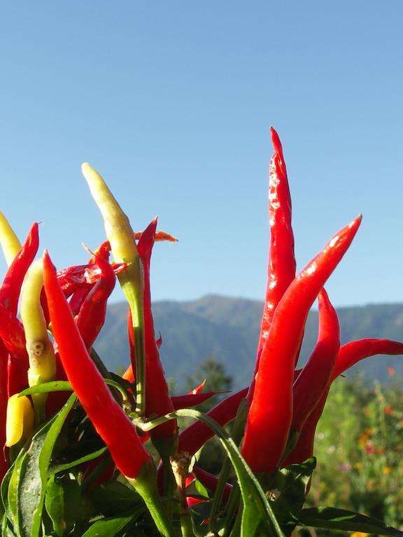 Ruhige Wohnung Mit Schoenem Eigengarten In Seeboden Am Millstaettersee Phòng bức ảnh