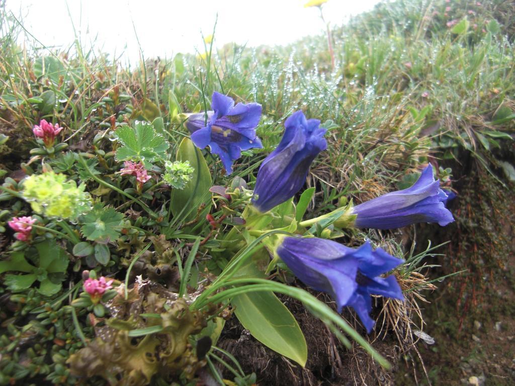 Ruhige Wohnung Mit Schoenem Eigengarten In Seeboden Am Millstaettersee Ngoại thất bức ảnh