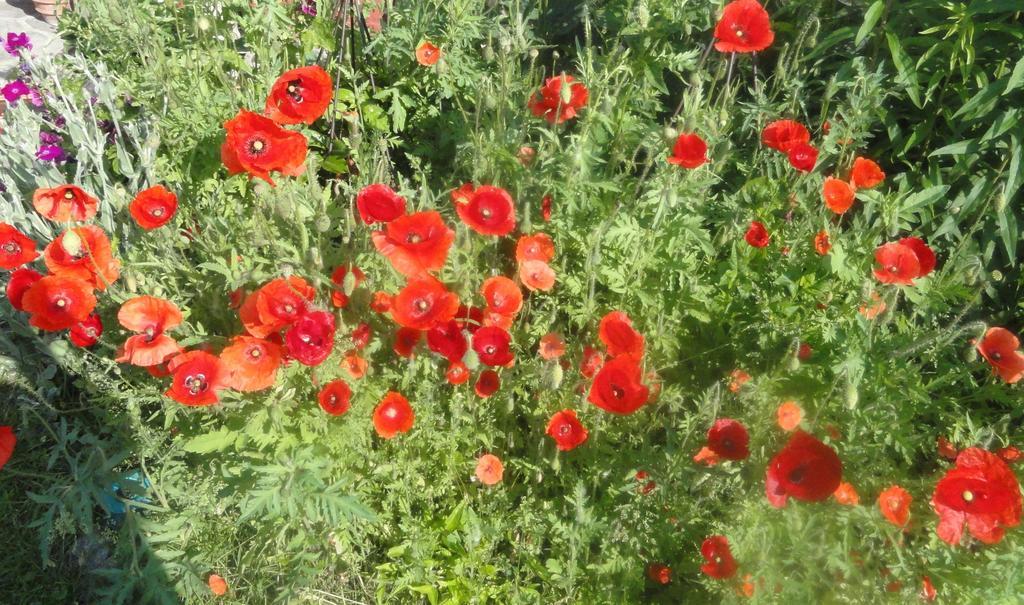 Ruhige Wohnung Mit Schoenem Eigengarten In Seeboden Am Millstaettersee Ngoại thất bức ảnh